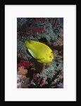 Three-Spot Angelfish by Anonymous