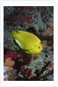Three-Spot Angelfish by Anonymous