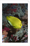 Three-Spot Angelfish by Anonymous