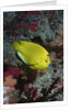 Three-Spot Angelfish by Anonymous
