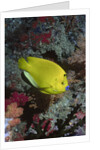 Three-Spot Angelfish by Anonymous