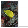 Three-Spot Angelfish by Anonymous