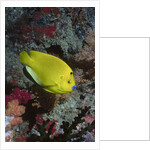 Three-Spot Angelfish by Anonymous