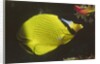 Latticed Butterflyfish by Anonymous