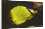 Latticed Butterflyfish by Anonymous