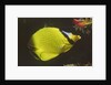 Latticed Butterflyfish by Anonymous