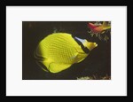 Latticed Butterflyfish by Anonymous
