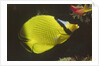 Latticed Butterflyfish by Anonymous