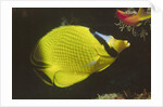 Latticed Butterflyfish by Anonymous