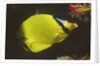 Latticed Butterflyfish by Anonymous