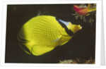 Latticed Butterflyfish by Anonymous
