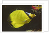 Latticed Butterflyfish by Anonymous
