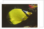 Latticed Butterflyfish by Anonymous