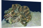 Fluted Giant Clam by Anonymous