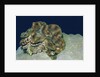 Fluted Giant Clam by Anonymous