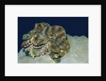 Fluted Giant Clam by Anonymous