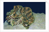 Fluted Giant Clam by Anonymous