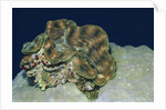 Fluted Giant Clam by Anonymous