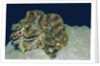 Fluted Giant Clam by Anonymous