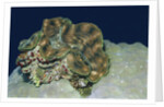 Fluted Giant Clam by Anonymous