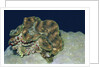 Fluted Giant Clam by Anonymous