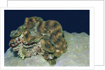 Fluted Giant Clam by Anonymous