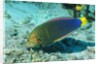Yellowtail Coris-intermediate phase by Anonymous