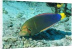 Yellowtail Coris-intermediate phase by Anonymous