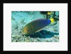 Yellowtail Coris-intermediate phase by Anonymous