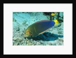 Yellowtail Coris-intermediate phase by Anonymous