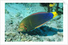 Yellowtail Coris-intermediate phase by Anonymous