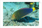 Yellowtail Coris-intermediate phase by Anonymous