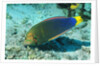 Yellowtail Coris-intermediate phase by Anonymous