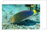 Yellowtail Coris-intermediate phase by Anonymous