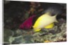 Blackbelt Hogfish by Anonymous