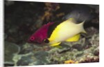 Blackbelt Hogfish by Anonymous
