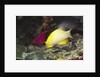 Blackbelt Hogfish by Anonymous