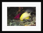 Blackbelt Hogfish by Anonymous