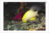 Blackbelt Hogfish by Anonymous