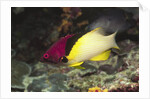 Blackbelt Hogfish by Anonymous