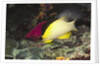 Blackbelt Hogfish by Anonymous