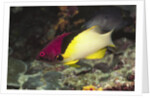 Blackbelt Hogfish by Anonymous
