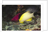 Blackbelt Hogfish by Anonymous