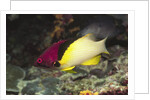 Blackbelt Hogfish by Anonymous