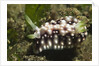 Geometric Chromodoris by Anonymous