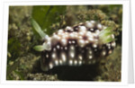Geometric Chromodoris by Anonymous