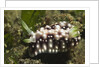 Geometric Chromodoris by Anonymous