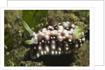 Geometric Chromodoris by Anonymous