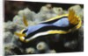 Anna's Chromodoris by Anonymous