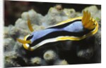 Anna's Chromodoris by Anonymous